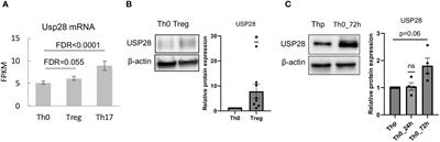 USP28 protects development of inflammation in mouse intestine by regulating STAT5 phosphorylation and IL22 production in T lymphocytes